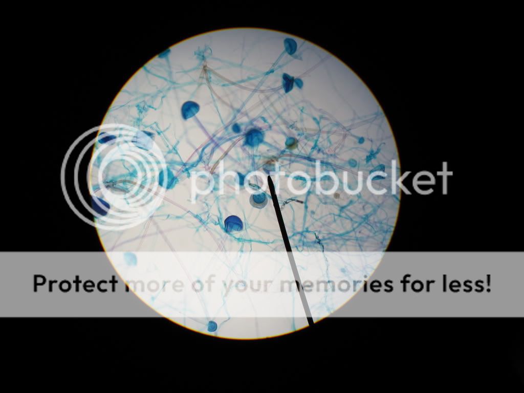 online microbiology course online microbiology course