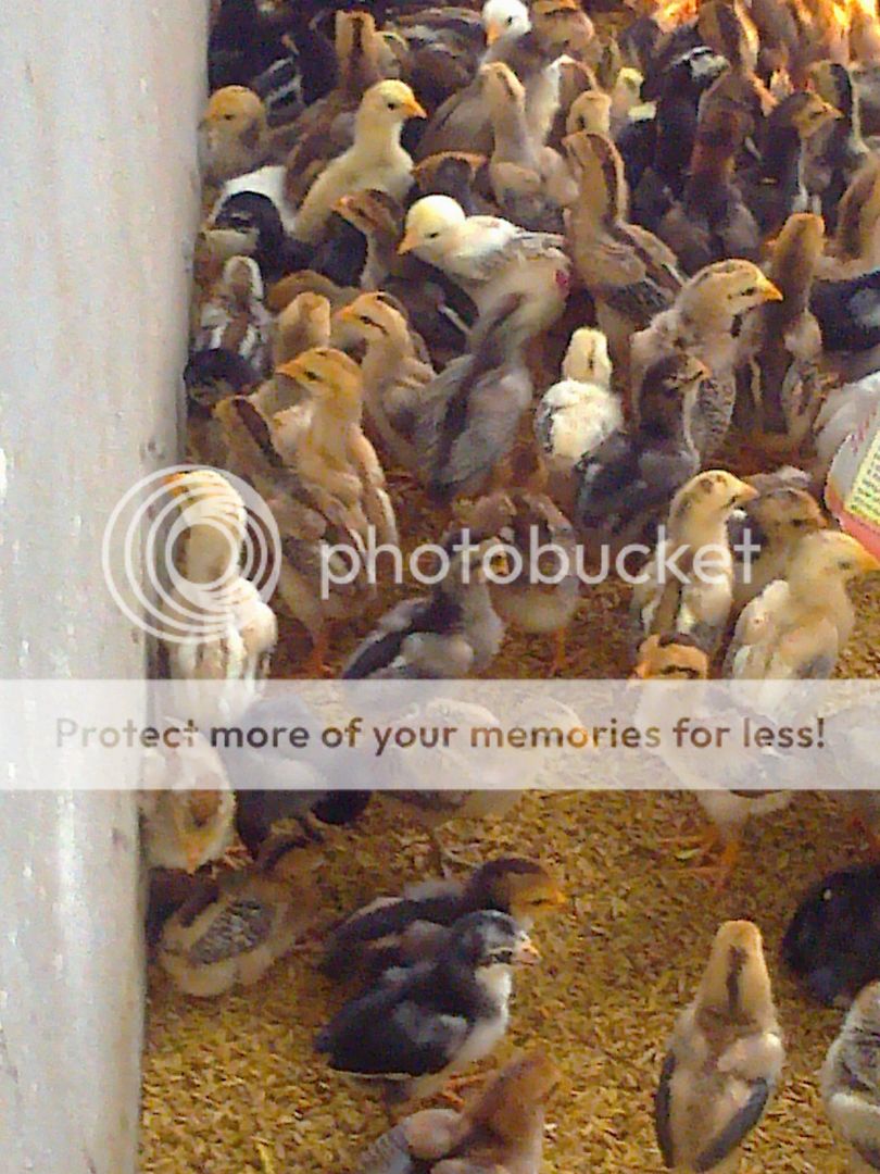 ae vào xem chuồng trại gà con của e 15 ngày mong ae chỉ giúp