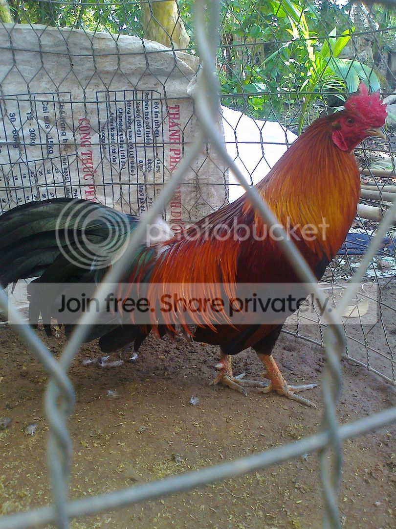 hình ảnh trại gà đá của em