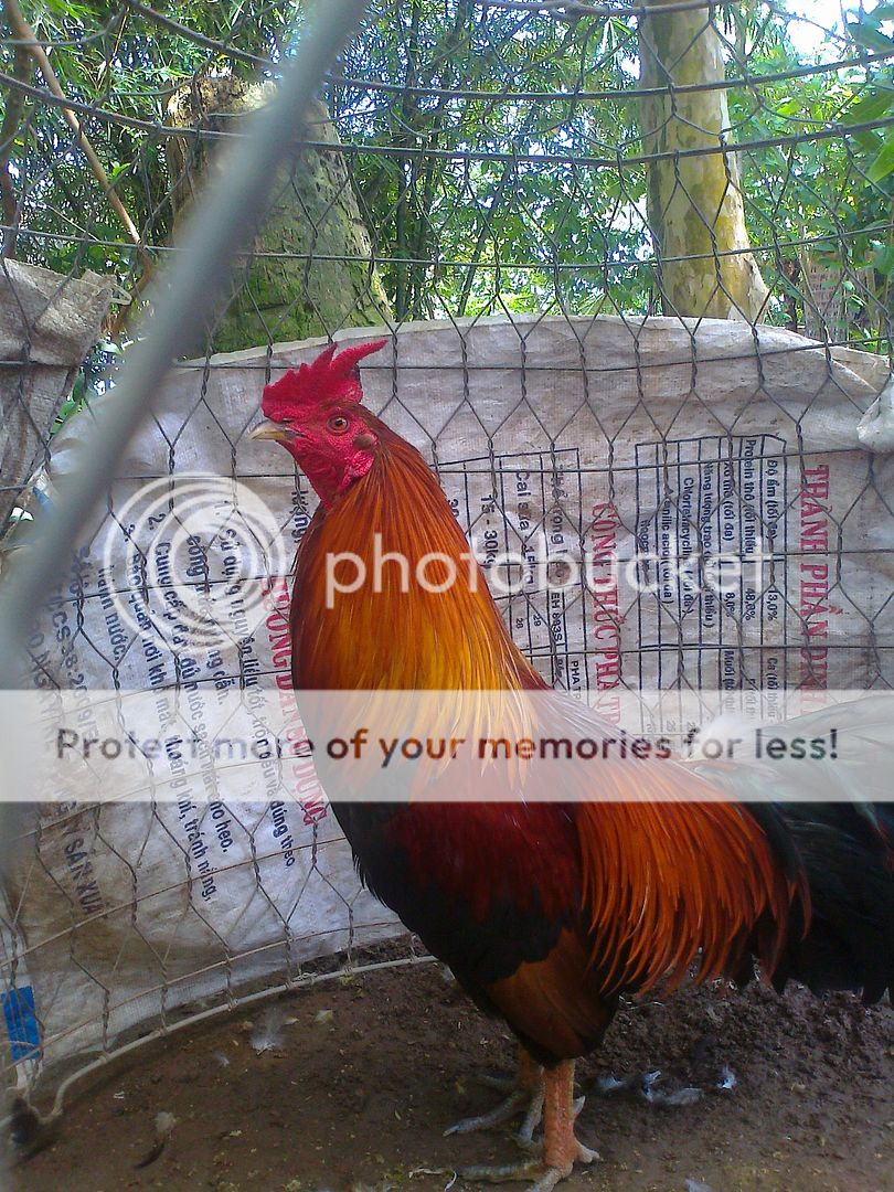Hinh+Anh+Ga+Tre+Da Hinh Anh GA Da DEP http://agriviet.com/home/threads/118873-hinh-anh ...