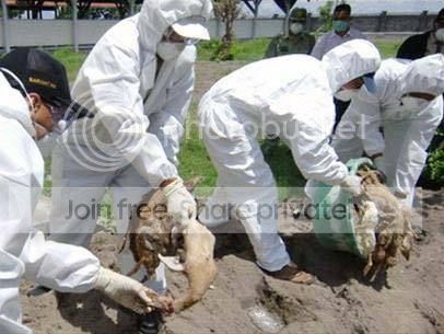 Xuất hiện virus cúm gia cầm H5N1 cực độc