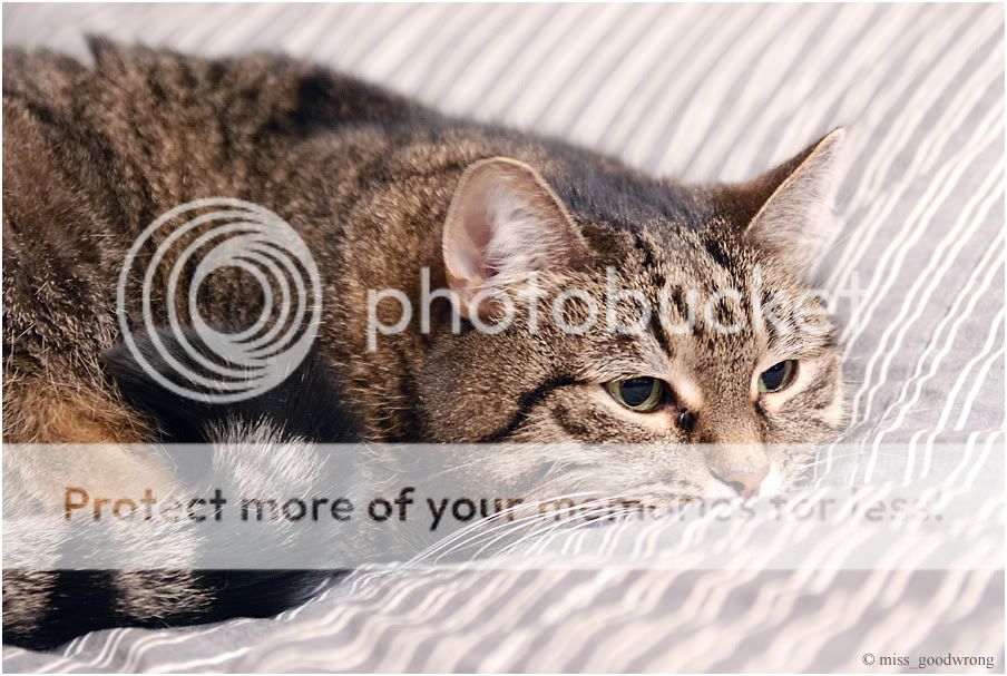 Кошко Photobucket