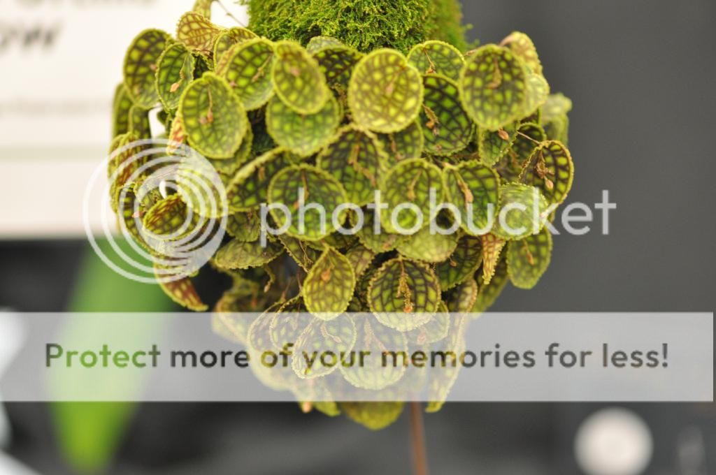 Edmonton Orchid Show 2013