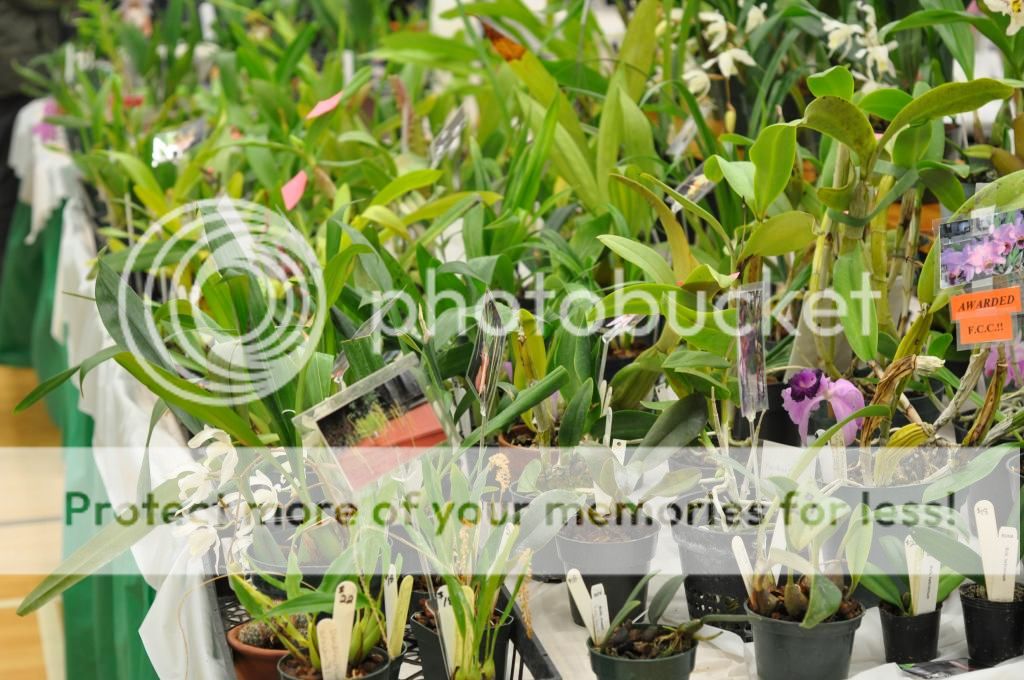Edmonton Orchid Show 2013