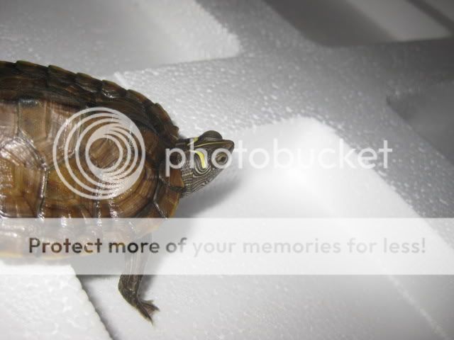 zoo med turtle eye drops