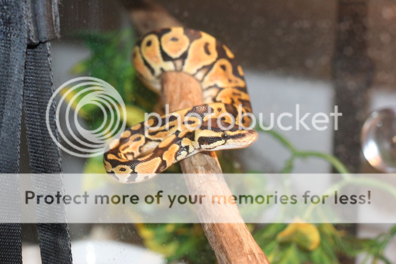 How do I keep snakes out of my attic?