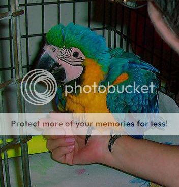 Posted Image