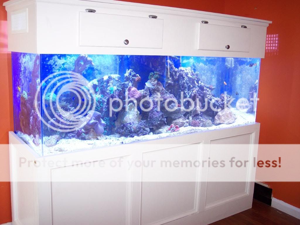 000 0022 - thefishgirl - 180g display tank