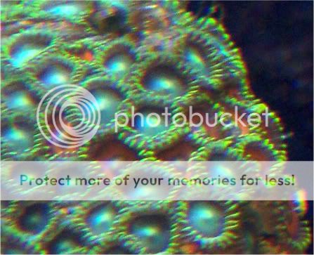 000 0024 - thefishgirl - sampling of zoas & palys