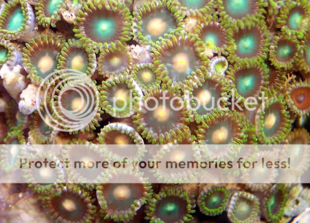 YellowMouthZoas 1 - thefishgirl - sampling of zoas & palys