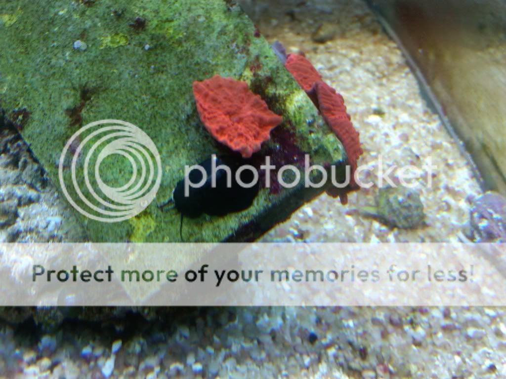 IMG00090 20100412 1815 - Black Slug Critter ID