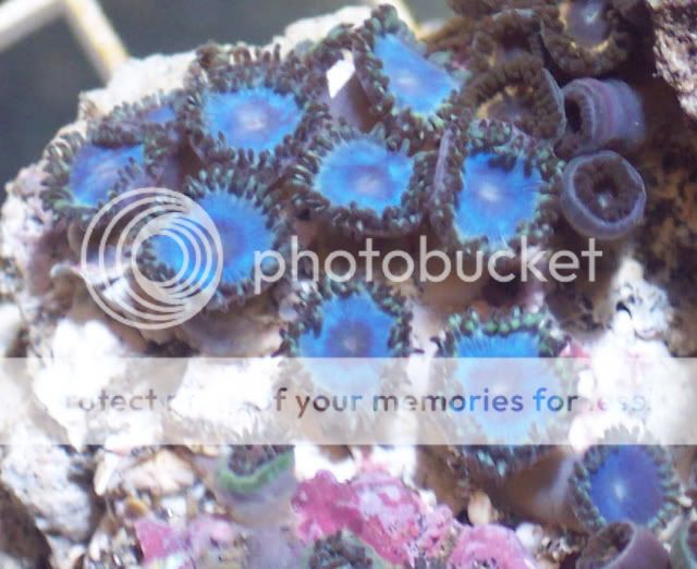 Blue1 - thefishgirl - sampling of zoas & palys