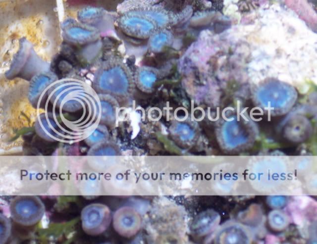 blue2 - thefishgirl - sampling of zoas & palys