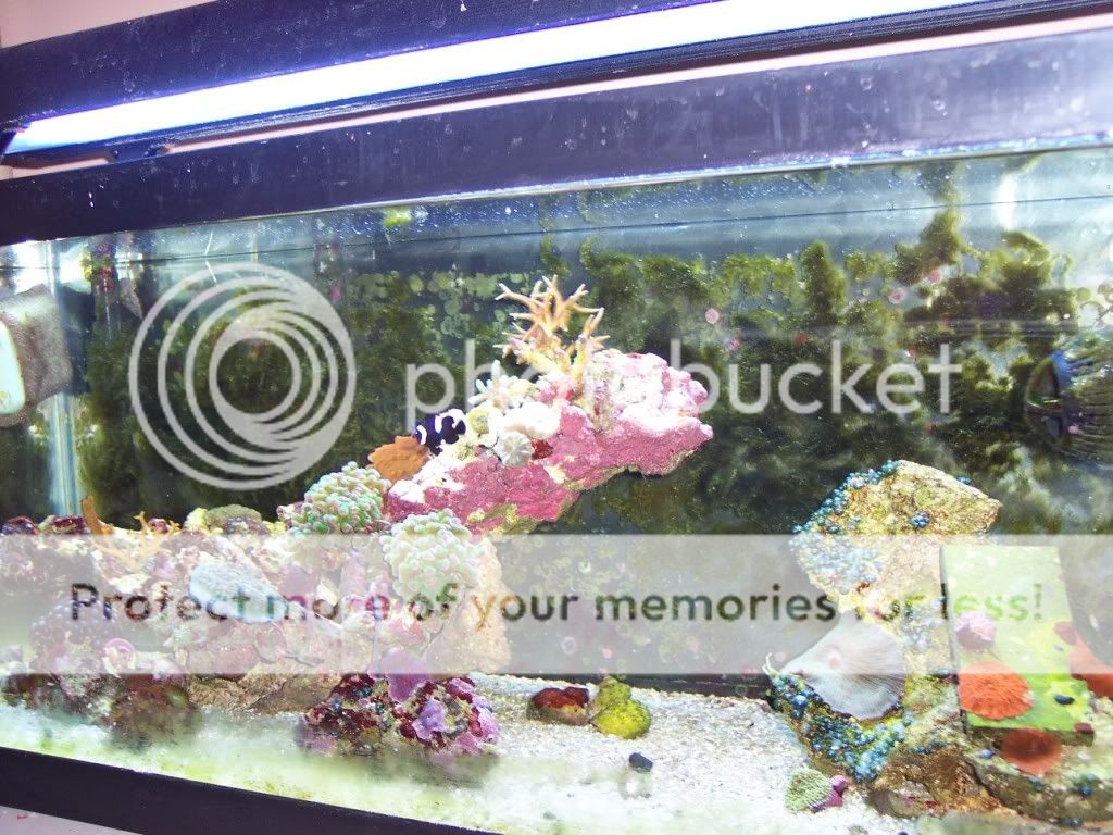 000 0002 - thefishgirl Tank Build Thread