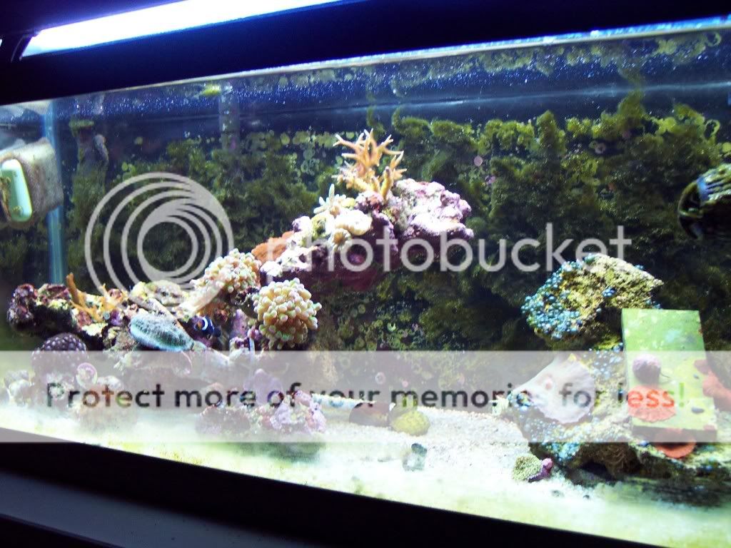 000 0003 - thefishgirl Tank Build Thread