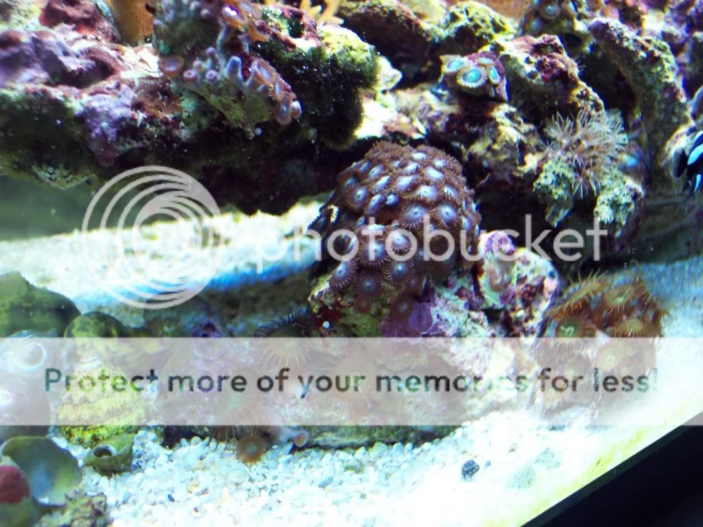 000 0004 - thefishgirl Tank Build Thread