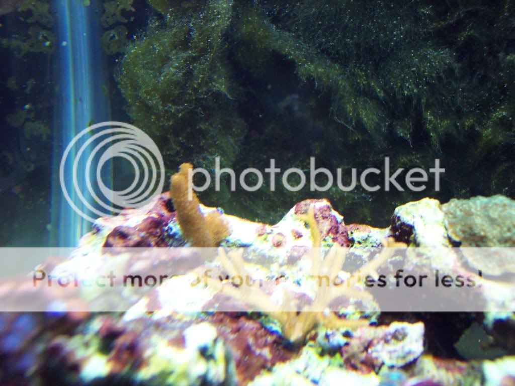 000 0005 - thefishgirl Tank Build Thread