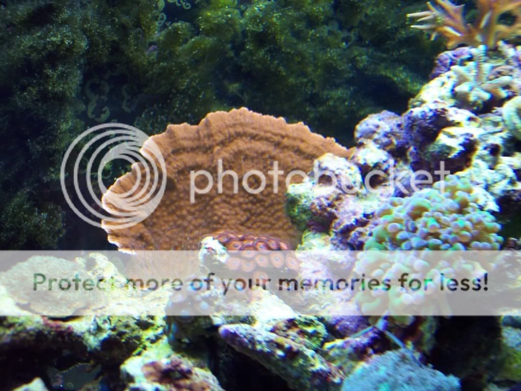 000 0006 - thefishgirl Tank Build Thread