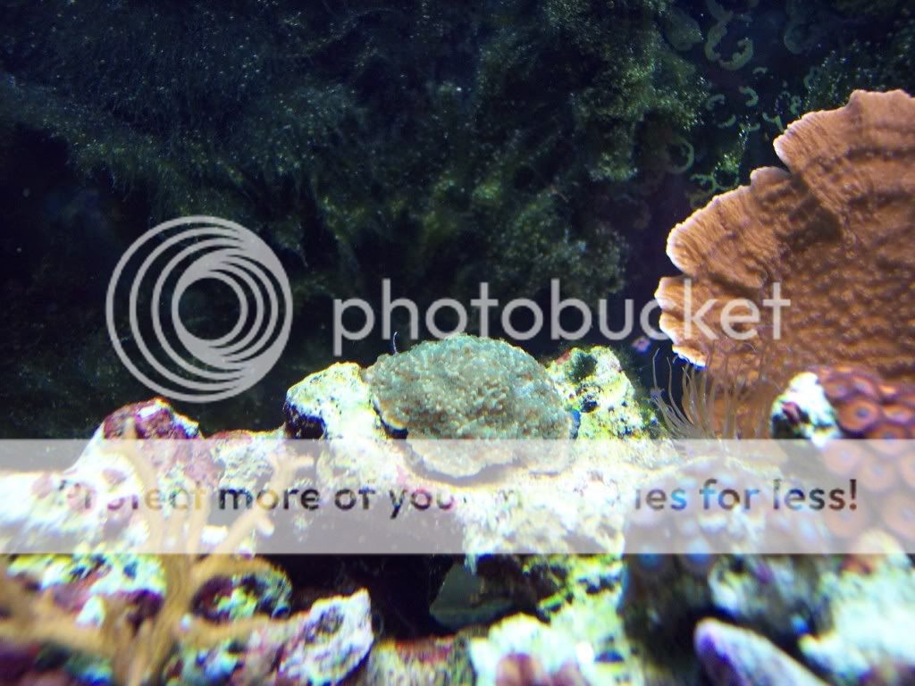 000 0007 - thefishgirl Tank Build Thread