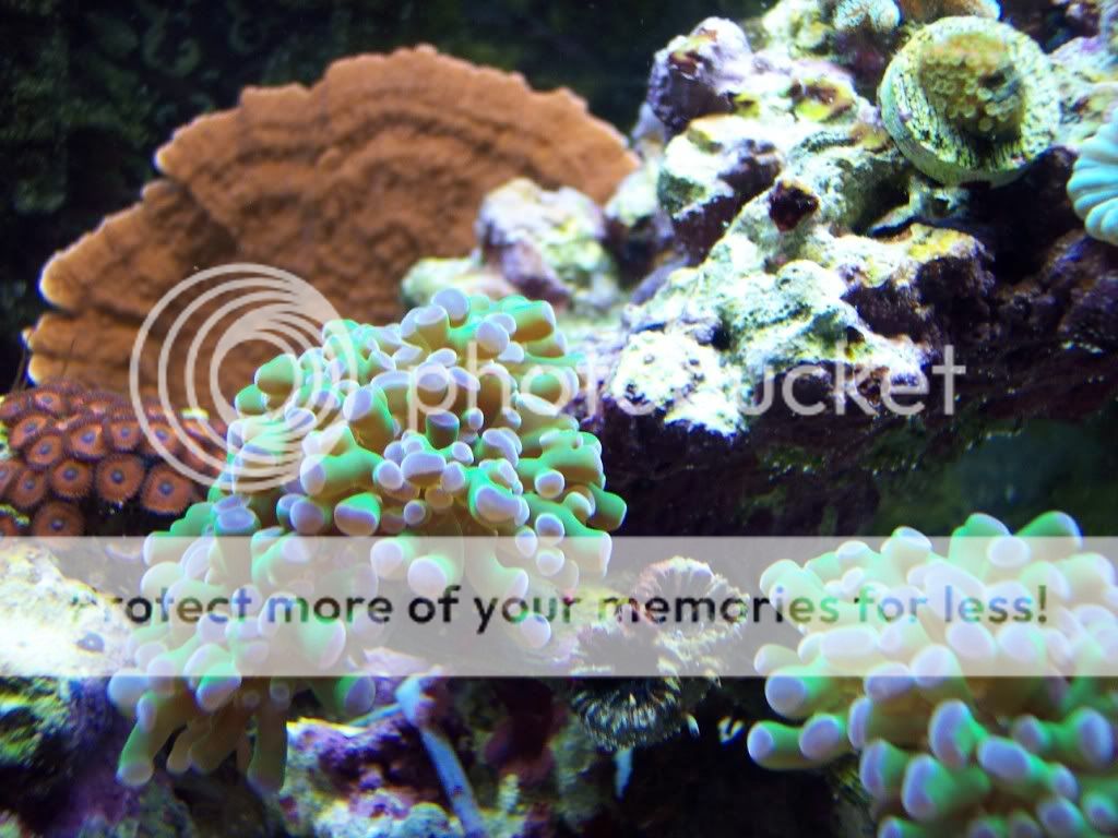 000 0009 - thefishgirl Tank Build Thread
