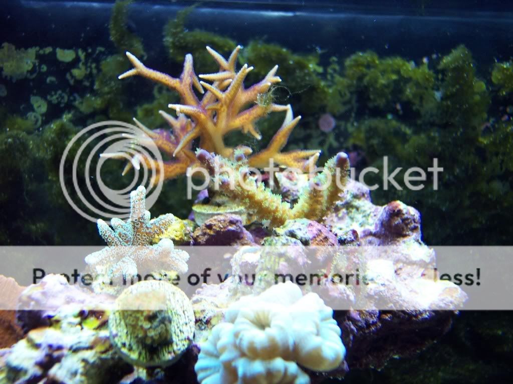 000 0010 - thefishgirl Tank Build Thread