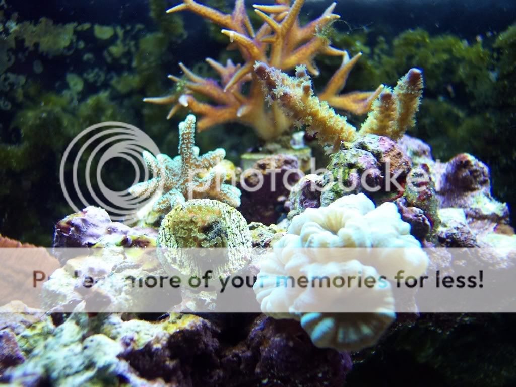 000 0011 - thefishgirl Tank Build Thread