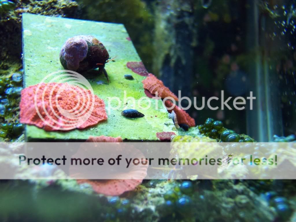 000 0013 - thefishgirl Tank Build Thread