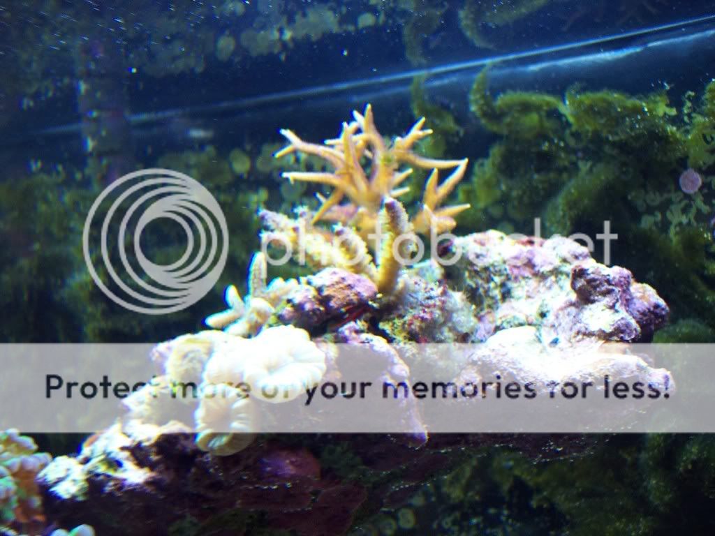 000 0014 - thefishgirl Tank Build Thread