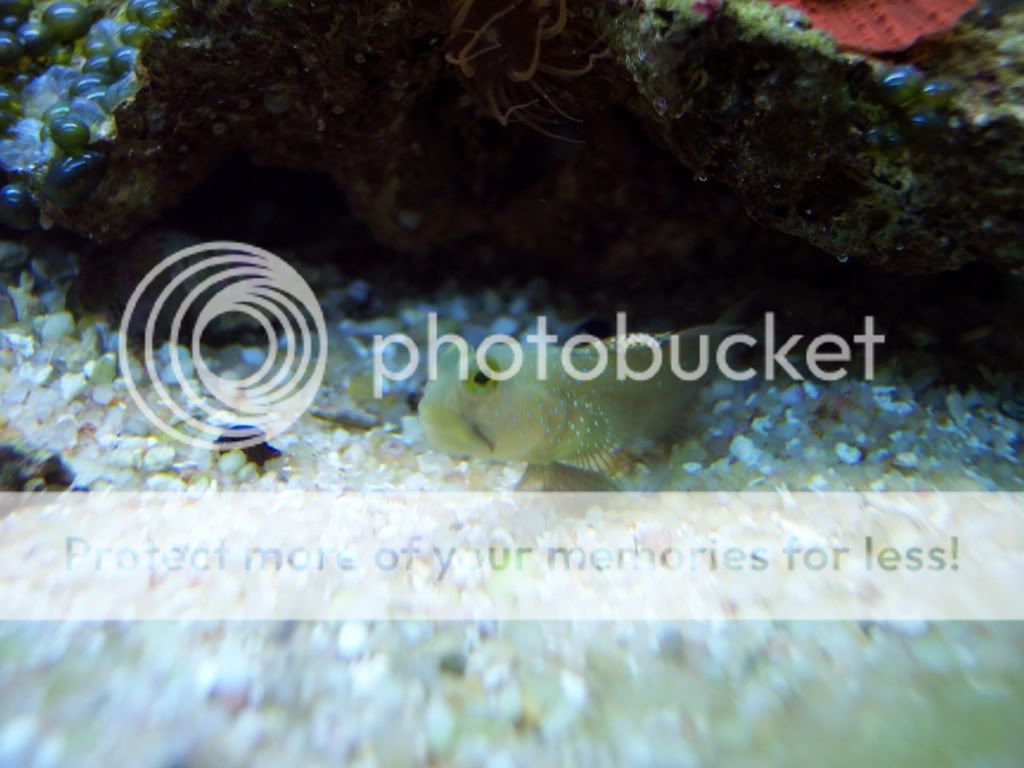 000 0015 - thefishgirl Tank Build Thread