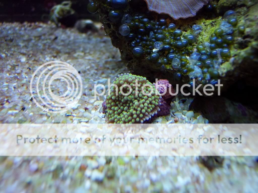 000 0016 - thefishgirl Tank Build Thread