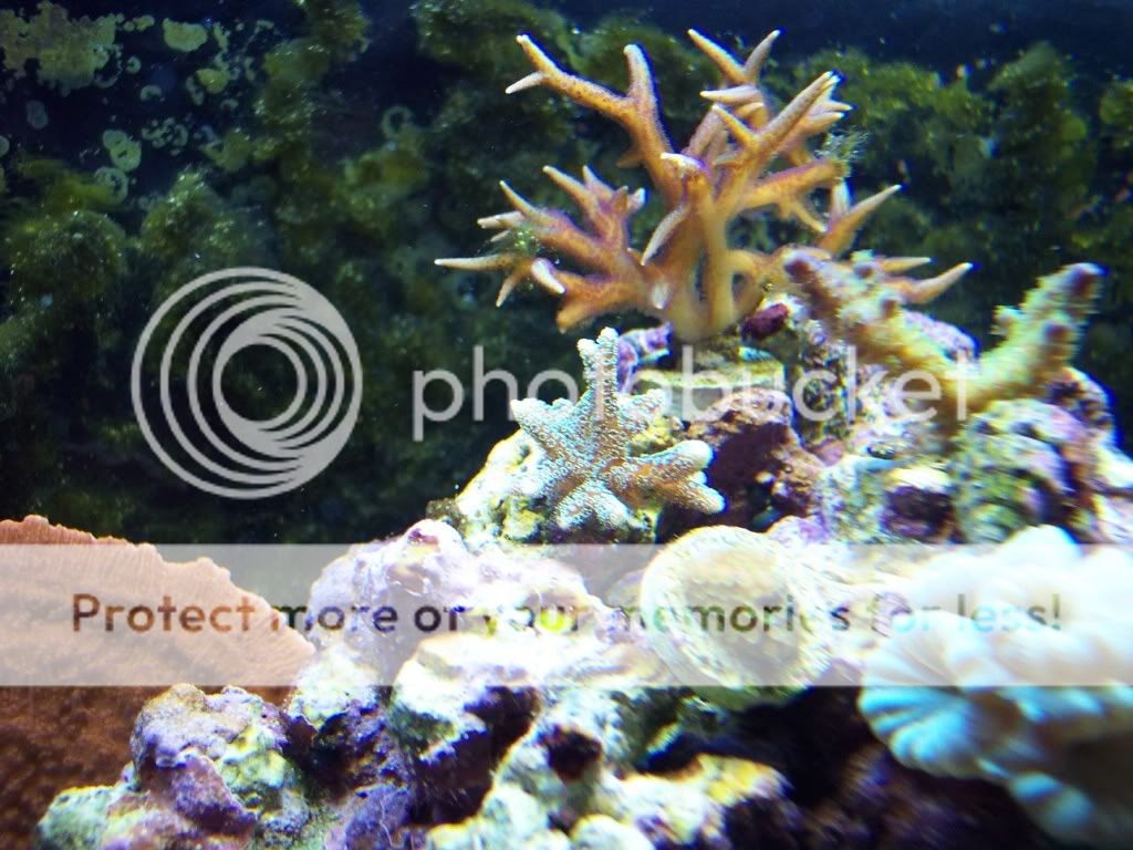 000 0017 - thefishgirl Tank Build Thread