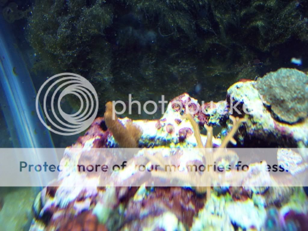 000 0018 - thefishgirl Tank Build Thread