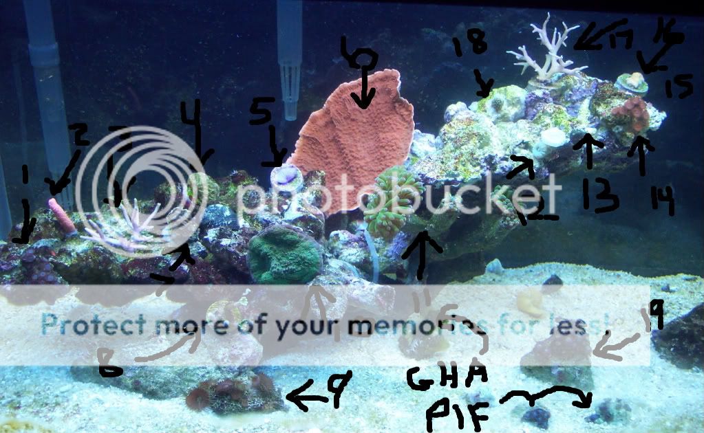 FTS1 15Feb2010 1 - thefishgirl Tank Build Thread