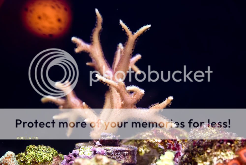 Acro 1 - thefishgirl Tank Build Thread