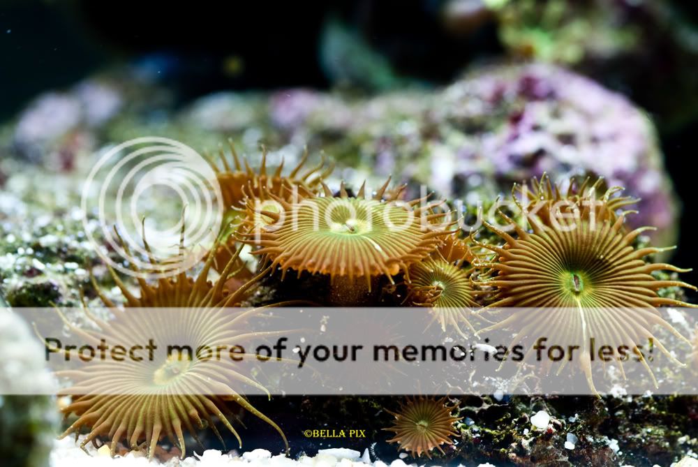 Button polyps - thefishgirl Tank Build Thread