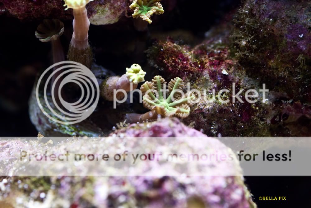 Clove polyps - thefishgirl Tank Build Thread