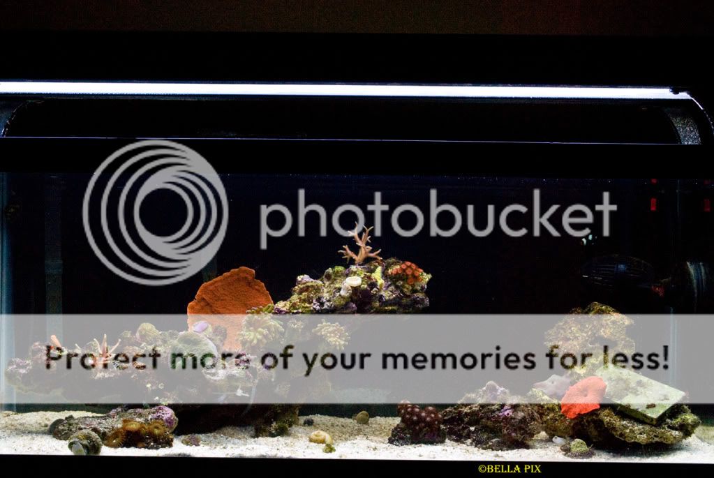 FTS3 - thefishgirl Tank Build Thread