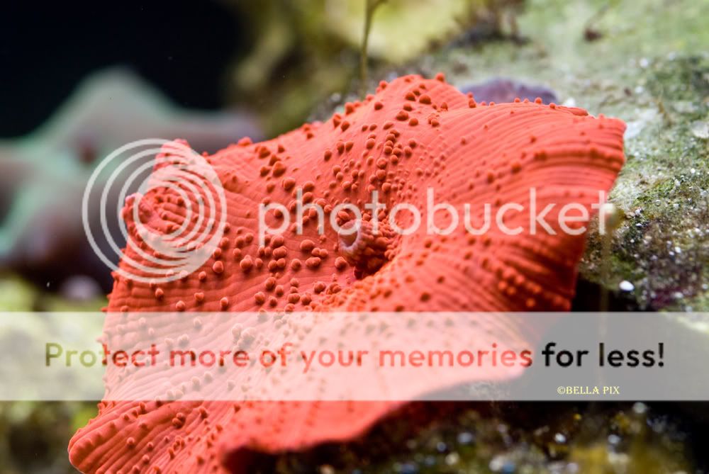 Red Mushroom - thefishgirl Tank Build Thread