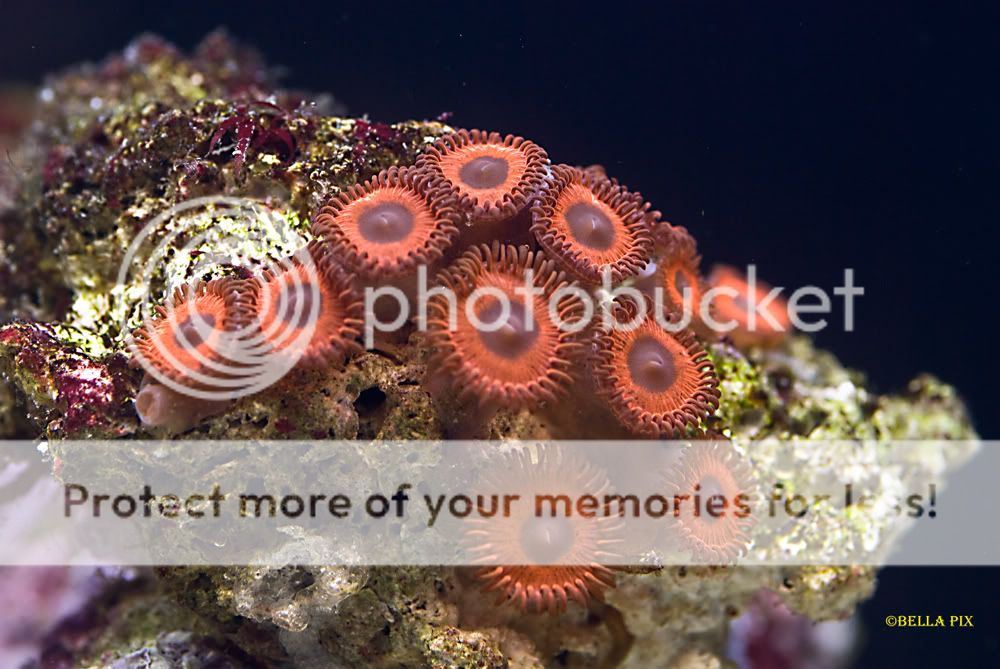 Red Zoas - thefishgirl Tank Build Thread
