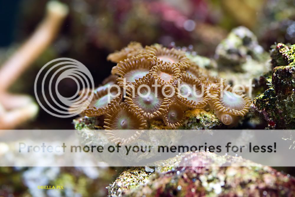 Zoas 2 - thefishgirl Tank Build Thread
