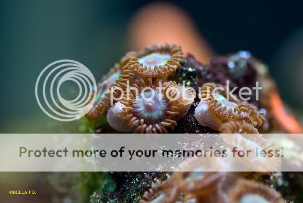 zoas3 - thefishgirl Tank Build Thread