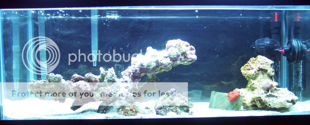 FT2 - thefishgirl Tank Build Thread