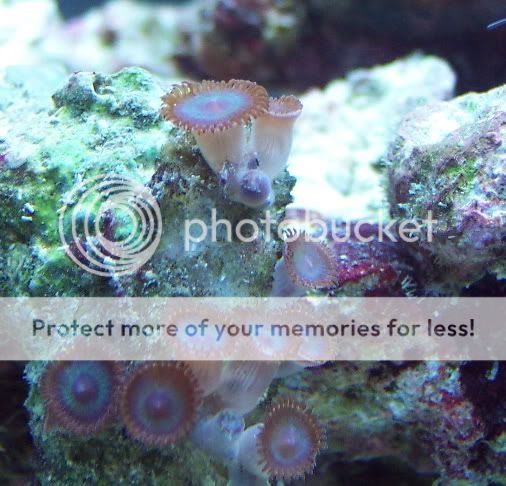 GreenBrownZoas1 - thefishgirl Tank Build Thread