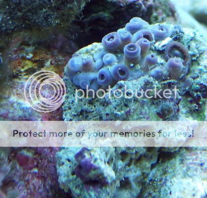 MysteryGreenzoas - thefishgirl Tank Build Thread