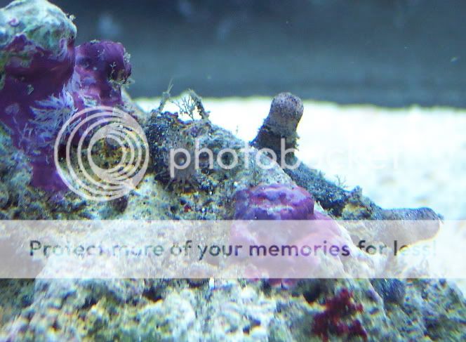 SnakePolyp3CloseUp - thefishgirl Tank Build Thread