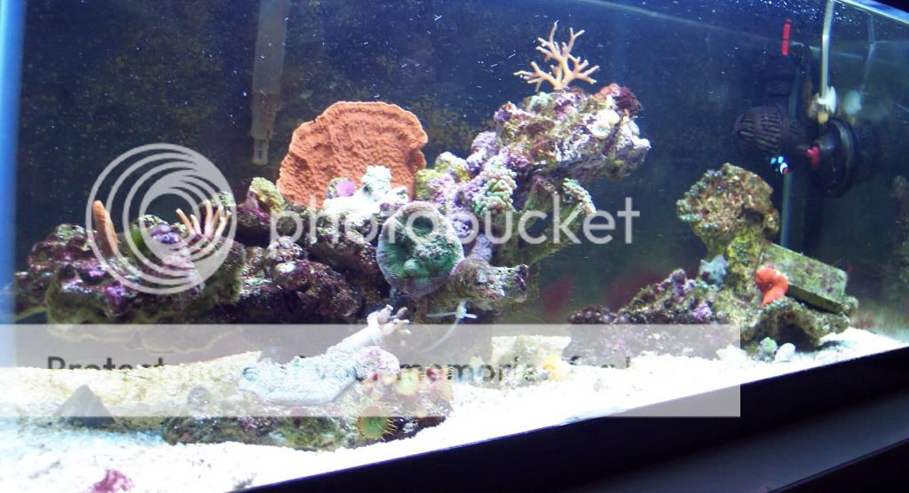 FTS2 - thefishgirl Tank Build Thread