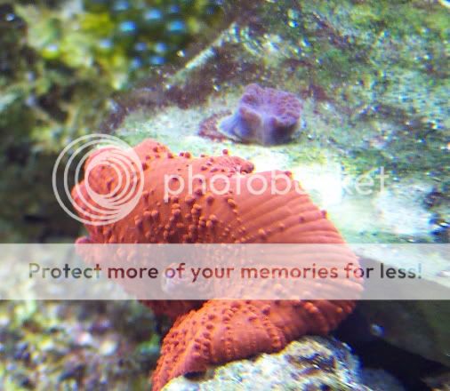 RedMushroomandBaby - thefishgirl Tank Build Thread