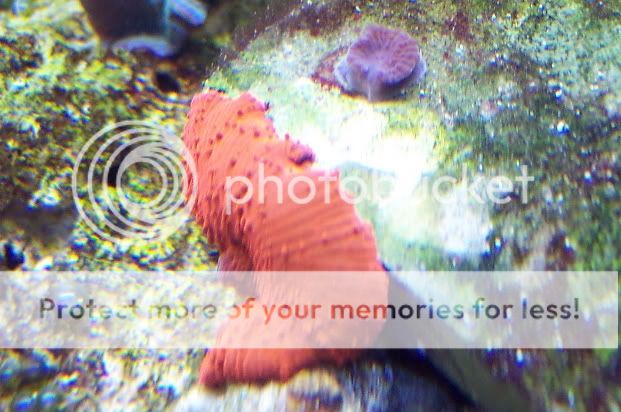 RedMushroomandBaby2 - thefishgirl Tank Build Thread