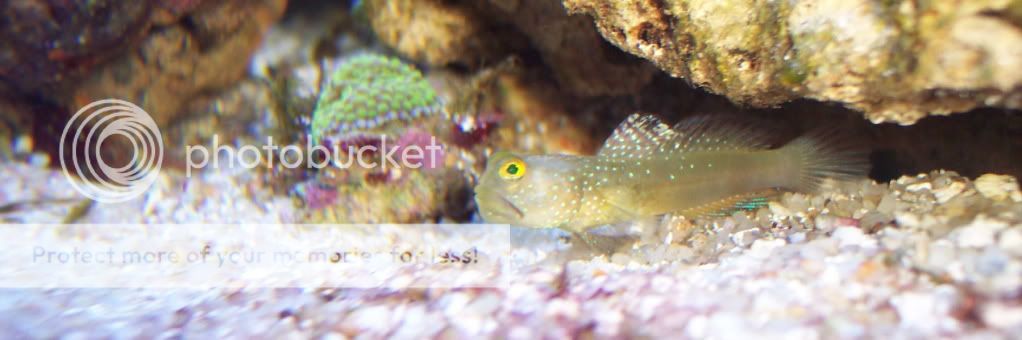 watchman3 - thefishgirl Tank Build Thread