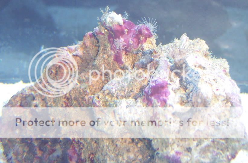 snakepolyps230Jan2010 - thefishgirl Tank Build Thread